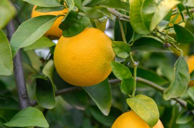 Güneş ışığı yaprakların arasından süzülür, olgunlaşmış portakalları aydınlatır gelişmekte olan bir meyve bahçesinde hasat için hazırdır..