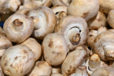 Sonbaharda hareketli bir çiftçi pazarında taze toplanmış beyaz mantarların canlı bir gösterisi. Toprak kokusu ve aşçılık potansiyeli olan müşterileri davet ediyor..