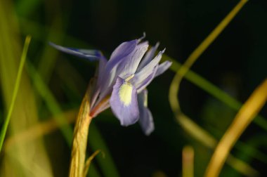 Göz kamaştırıcı bir mor çiçek, gün batımında sakin bir ortamda canlı yeşil çimlerle çevrili güneş ışığına doğru uzanır. Doğanın güzelliği yumuşak renklerde açılır..