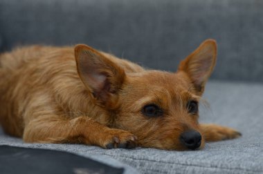 Yumuşak gri bir kanepede uzanan altın kürklü enfes bir köpek yavrusu, tembel bir öğleden sonranın sükunetinde sırılsıklam olur. Büyük, anlamlı gözleri nazik bir merak uyandırıyor..