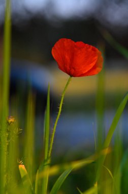 Tek bir parlak kırmızı gelincik, yemyeşil çimlerin arasında, sakin bir çayırdaki yumuşak güneş ışığıyla aydınlanan uzun boylu bir gelincik. Haşhaş renk kattıkça doğa yakınlarda gelişir..