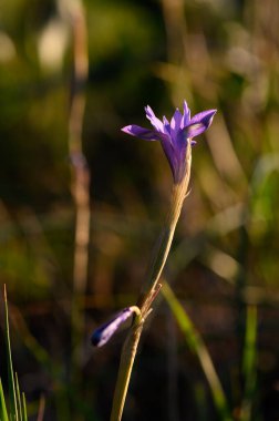 Canlı bir mor çiçek, yumuşak çimen bıçaklarıyla çevrili, sıcak güneş ışığına doğru uzanıyor ve alacakaranlıkta doğanın sükunetini yakalayan sakin, bulanık bir arka plan..