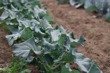 Bereketli, yeşil brokoli sıraları güneşli bir çiftlik tarlasına yayılır ve sabahın erken saatlerinde güneşlenir. Taze toprak etraflarını sarmış. Önlerinde bol miktarda hasat var..