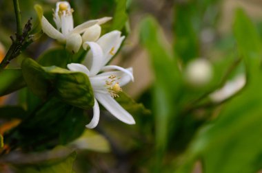 Deniz aygırı ağaçları, canlı yeşil yapraklar arasında kokulu beyaz çiçeklerin ortaya çıkmasıyla çiçek açarak güneşli bir öğleden sonra doğanın kucaklamasında sakin bir atmosfer yaratırlar..