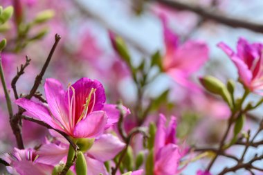 Narin pembe çiçekler açık mavi gökyüzüne karşı canlı renklerini sergiliyor, sabah rüzgarında usulca sallanıyorlar. Yakınlardaki tomurcuklar baharda açan yeni bir hayata dair ipuçları veriyor..