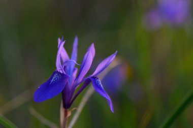 Göz kamaştırıcı mor bir çiçek, şafağın sıcacık parıltısıyla aydınlanan yumuşak yeşil yaprakların arka planına karşı dimdik ayakta duruyor. Doğa, sabah melteminde yapraklar çırpınırken uyanır..