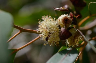 Kıbrıs 'ta Okaliptüs Çiçekleri ve Yaprakları