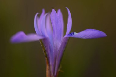 Göz kamaştırıcı mor bir çiçek bulanık yeşil bir arkaplanda zarif bir şekilde duruyor, yaprakları zarif bir şekilde açılıyor. Yumuşak güneş ışığı, onun canlı renklerini güçlendirir. Huzurlu ortama hayat verir..