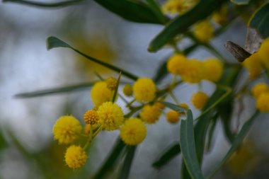 Yeşil yaprakların arasında, parlak sarı çiçek kümeleri hafifçe sallanıyor, büyüleyici bir şekilde güneş ışığını yakalıyor, rahatlamak için mükemmel huzurlu bir bahçe atmosferi yaratıyor..
