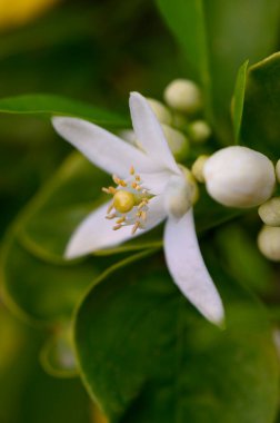 Büyüleyici bir narenciye çiçeği saf beyaz yapraklarını yemyeşil yapraklara karşı sergiliyor. Bu canlı doğal güzellik baharda huzurlu bir bahçe ortamında yeşeriyor, tazelik yayıyor..