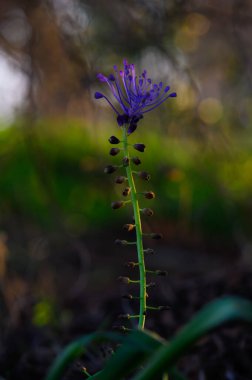 Çarpıcı bir mor çiçek, sakin bir öğleden sonra yemyeşil ile çevrili, gökyüzüne uzanır..
