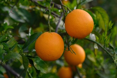 Sakin bir meyve bahçesinde, yeşil dallardan sarkan canlı portakallar, sıcak güneş ışığıyla aydınlatılır. Sakin atmosfer ziyaretçileri doğanın cömertliğine ve tazeliğine davet ediyor..