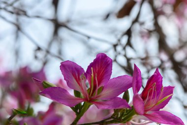 Narin dalların arasında narin pembe çiçekler açar, yemyeşil bir bahçede baharın özünü yakalar. Canlı renkler yenilenmeyi ve doğanın uyanışındaki sıcaklığı simgeliyor..