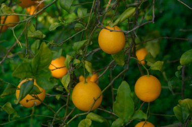 Yeşil dallardan sarkan altın portakallar, huzurlu bir koruluktaki canlı yaprakların arasında gün ışığında güneşleniyorlar..