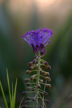 Yumuşak yeşil otların arasında duran çarpıcı bir mor çiçek, sabah güneşinin narin ışınlarıyla aydınlanır, sakin bir çayırdaki baharın güzelliğini somutlaştırır..