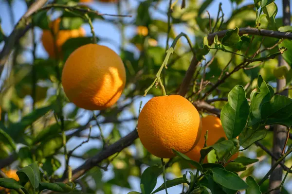 Zengin yeşil yapraklardan sarkan altın portakallar, doğanın geliştiği sıcak güneşin tadını çıkarıyorlar..