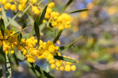 Zarif sarı çiçek kümeleri, baharın sıcağında neşeli titreşimler yayarak, sakin bir bahçedeki yeşilliği aydınlatır. Doğa tüm ihtişamıyla uyanır..