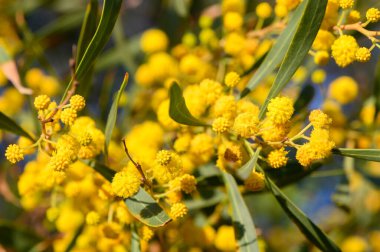 İnce dallarda altın sarısı çiçekler açarak güneş ışığını yakalıyorlar. Canlı renkler, zengin yeşil yapraklarla uyumlu bir şekilde harmanlanarak doğada neşeli ve canlı bir atmosfer yaratıyor..