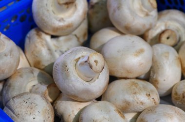 Dolgun beyaz mantarların canlı bir gösterisi mavi bir sepeti dolduruyor, tazelik ve doğal çekicilik sergiliyor..