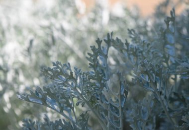 Narin, desenli yapraklar çiğ taneleriyle parıldıyor. Sabah ışığı, sakin bir bahçede süzülüyor. Yumuşak ve sessiz tonlarda doğanın canlı sanatını sergiliyor..