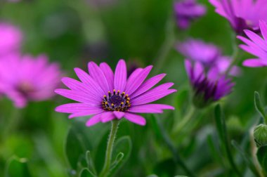 Güzel mor bir çiçek kümesi yemyeşil bir bahçede ışıl ışıl açar. Hafif meltemde, parlak güneşin altında sallanırlar. Doğanın sanatını sergilerler..
