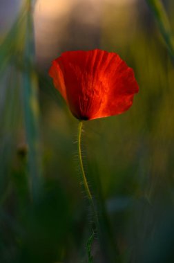 Çarpıcı kırmızı bir gelincik, yemyeşil çimlerin arasında, ılık bir esintide usulca sallanıyor. Gün batımının yumuşak ışığı canlı rengini güçlendirir. Çayırda sakin bir atmosfer yaratır..