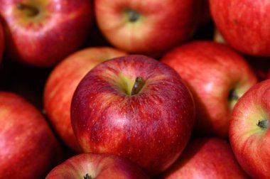 Canlı kırmızı elmalar birlikte dinleniyor, derileri gün ışığında parlıyor. Meyve bereketli bir manzara sunuyor, sonbaharın neşesini ve hasat mevsimini pazarda sergiliyor.