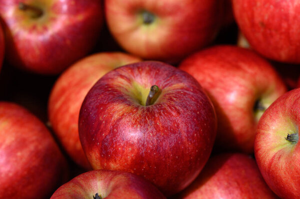 Живые красные яблоки покоятся вместе, их кожа ярко светит на солнце. Плоды предлагают обильное зрелище, демонстрируя радости осени и сезона сбора урожая на рынке.