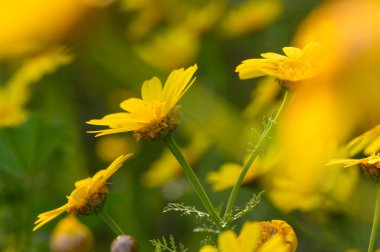 Canlı sarı çiçekler, açık mavi gökyüzünün altında yemyeşil bir manzaranın ortasında meltemde dans eder..