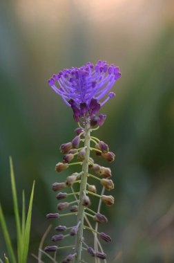 Gün batımında sakin bir çayırda, çarpıcı bir mor kır çiçeği dimdik duruyor, canlı yapraklarını sergiliyor ve yumuşak bir arka planda büyüleyici detaylar sunuyor..