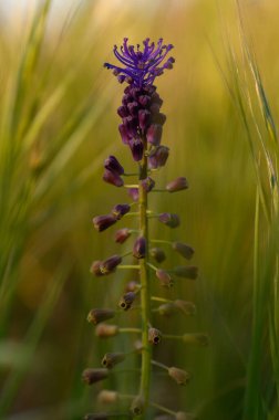 Altın güneş ışığı sahneyi yıkarken yumuşak yeşil çimenlerin arasından heybetli bir şekilde yükselen uzun mor kır çiçeği sıcaklıkla ve huzurla dolu büyüleyici bir atmosfer yaratıyor..
