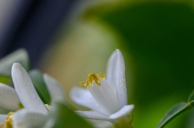 Citrus çiçekleri parlak beyaz taç yaprakları ve narin sarı pudinglerini sergileyerek zarif detaylarıyla çiçek açarlar. Güneş ışığı, sakin bir öğleden sonra boyunca doğanın sanatını ön plana çıkarıyor..