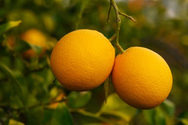 Güneşli bir meyve bahçesindeki dallardan sarkan sulu portakallar, parlak renklerini yeşil yapraklara karşı sergiliyorlar..