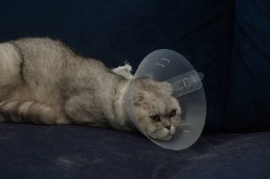 Yumuşak bir kanepede uzanan tüylü bir kedi boynuna plastik bir koni takıyor. İfade eden gözleri, hapsedilmeye uyum sağlarken merak ve asabiyet karışımını gözler önüne seriyor..