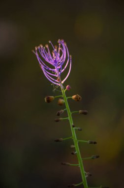Tek bir mor çiçek, koyu bir arkaplanda dimdik durur. Uzun yaprakları ince alacakaranlıkta açılır. Doğanın sanatını ortaya çıkarır..