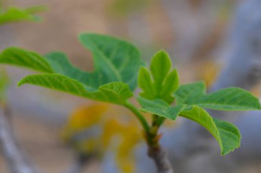 Zarif yeşil yapraklar ince bir dalda filizlenir, parlak güneş ışığı altında güneşlenirler. Bahçe atmosferi yeni bir büyüme ve hayat vaadiyle canlıdır..