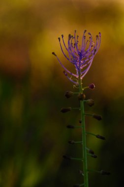 İnce bir gövde canlı bir mor çiçeği destekler ve alacakaranlıkta doğanın güzelliğini yakalar. Hafifçe bulanık arkaplan, bu zarif çiçeğin karmaşık detaylarını vurgular..