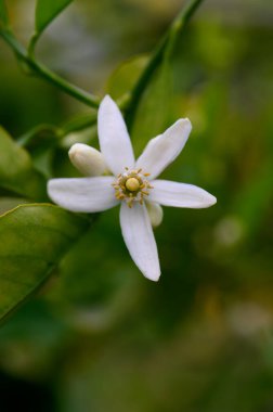 Güzel beyaz bir çiçek, yumuşak güneş ışığıyla yıkanmış yeşil yapraklardan oluşan bir zemin üzerinde duruyor. Bu büyüleyici çiçek baharda yeniden doğuşu ve güzelliği simgeliyor..
