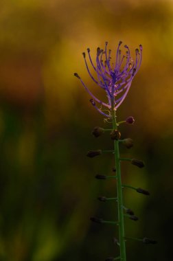 Çarpıcı mor bir çiçek, batan güneşin sıcacık ışığıyla aydınlanan yumuşak, bulanık bir arka plana karşı dimdik ayakta duruyor. Doğanın güzelliği bu huzurlu anda ortaya çıkar..
