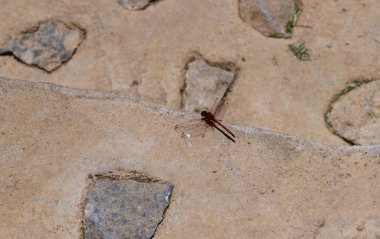 Kıbrıs 'ın güneşli bir noktasında sıcak taş merdivenlere tünemiş bir yusufçuğun yakın çekimi.