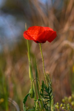 Tek bir çarpıcı kırmızı gelincik, yemyeşil çimlerin arasında uzun boylu, öğleden sonra güneşinin yumuşak ışığıyla aydınlanmış..