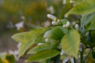 Taze portakal tomurcukları yemyeşil yaprakların arasında yeşerir, ilkbaharın erken saatlerinde sıcak güneş ışığında yıkanır. Doğa canlanır çiçekler açmaya hazırlanır, havayı güzel bir kokuyla doldurur..