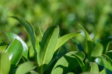 Güneş ışığı canlı yeşil çay yaprakları üzerinde dans eder ve bu verimli bahçede huzurlu bir atmosfer yaratır. Yapraklar nazikçe sallanırken doğanın güzelliği her ayrıntıda yakalanır..