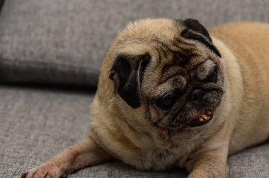 Gri bir kanepede yatan sevimli yaşlı köpek. Rahat ve rahat. Hayvan bakımı, köpek severler ve ev hayatı temaları için ideal..