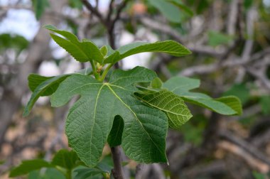 Canlı incir yaprakları dalların arasından süzülen yumuşak güneş ışığına karşı açılır. Huzurlu bahçe atmosferi, doğanın sakin yansımalarını davet eder..