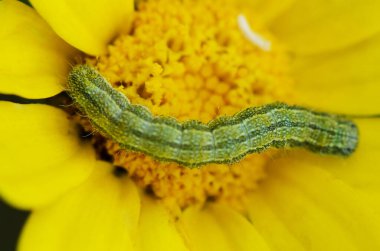 Yeşil bir tırtıl, parlak sarı bir çiçeğin ortasında dikkatlice hareket eder..