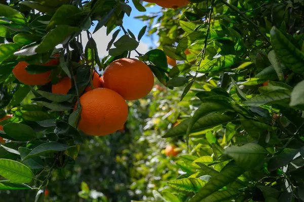 Parlak portakallar açık mavi gökyüzünün altında yemyeşil yaprakların arasında sallanarak hasat zamanının neşesini işaret ederler..