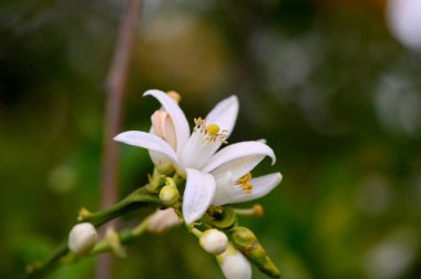 Yumuşak yapraklar sakin bir bahçede açılır. Etrafı canlı yeşilliklerle çevrilidir. Öğleden sonra güneşi yumuşak ışınlar saçar. Doğa bu huzurlu bahar atmosferinde gelişiyor, güzelliği gözler önüne seriyor..