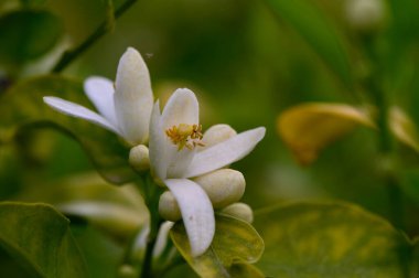 Bir grup el değmemiş beyaz çiçek canlı yeşil yaprakların arasında açar. Yumuşak güneş ışığı filtrelerken karmaşık detaylar sergiler ve doğada barışçıl bir atmosfer yaratır..