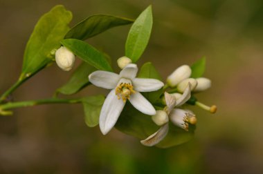 Sarı merkezli parlak beyaz çiçekler yemyeşil yapraklarla çevrili olarak ortaya çıkar. Huzurlu bir bahçede bahar ayininin narin bir resmini çizerler..